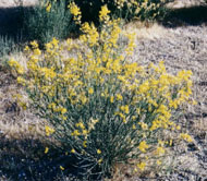 Ulex Europaeus